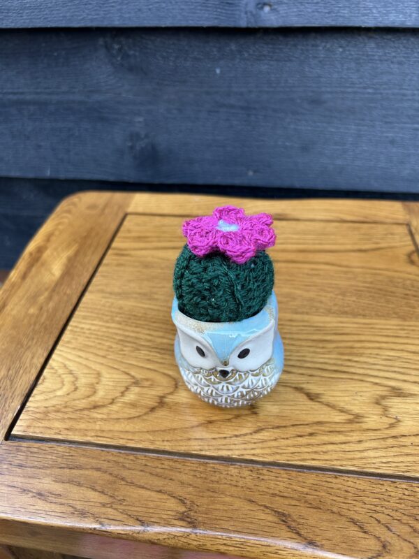 Blue owl cactus