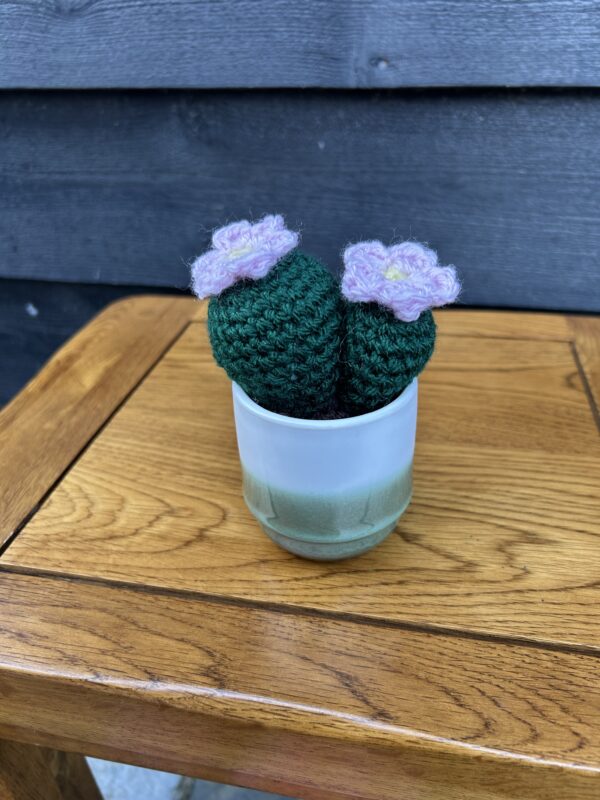 Medium cactus - two tone green