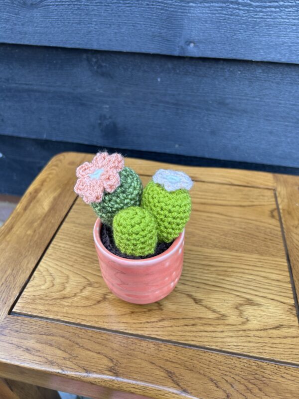 Medium cactus - orange