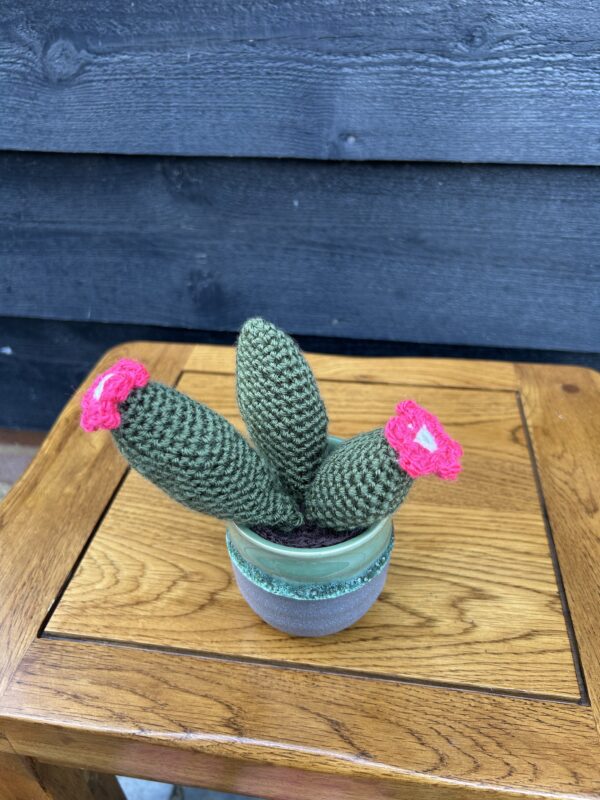 Medium cactus - green urn pinks