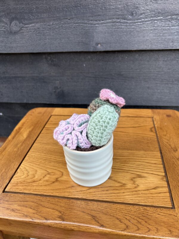 Medium cactus - pink/green