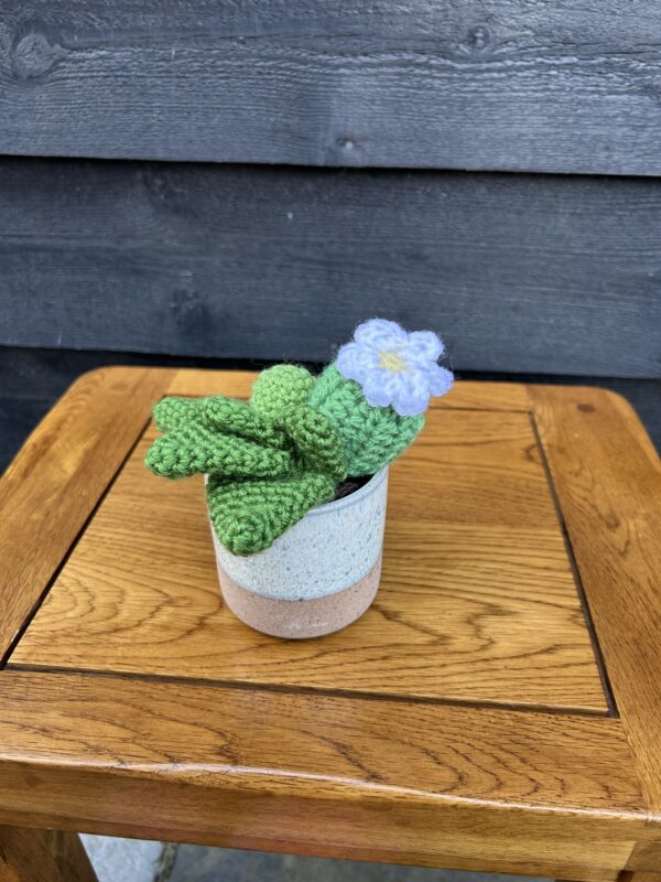 Medium cactus - two tone sand