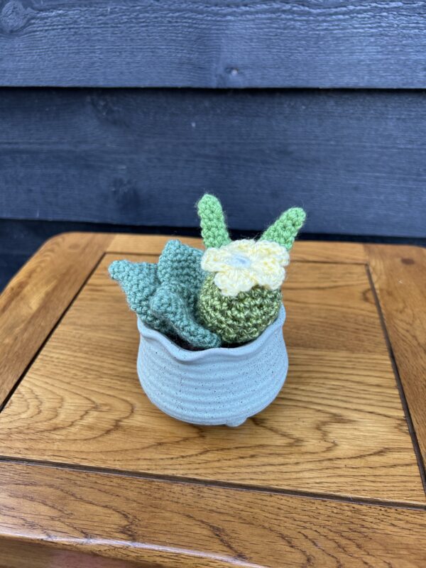 Medium cactus - blue textured