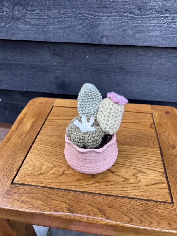 Medium cactus - pink textured