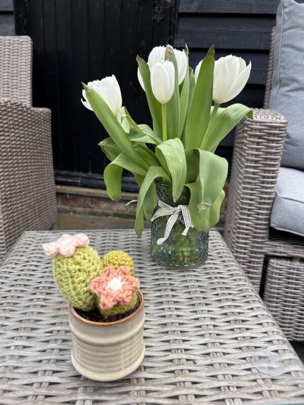 Pastel Pot Cactus - oranges