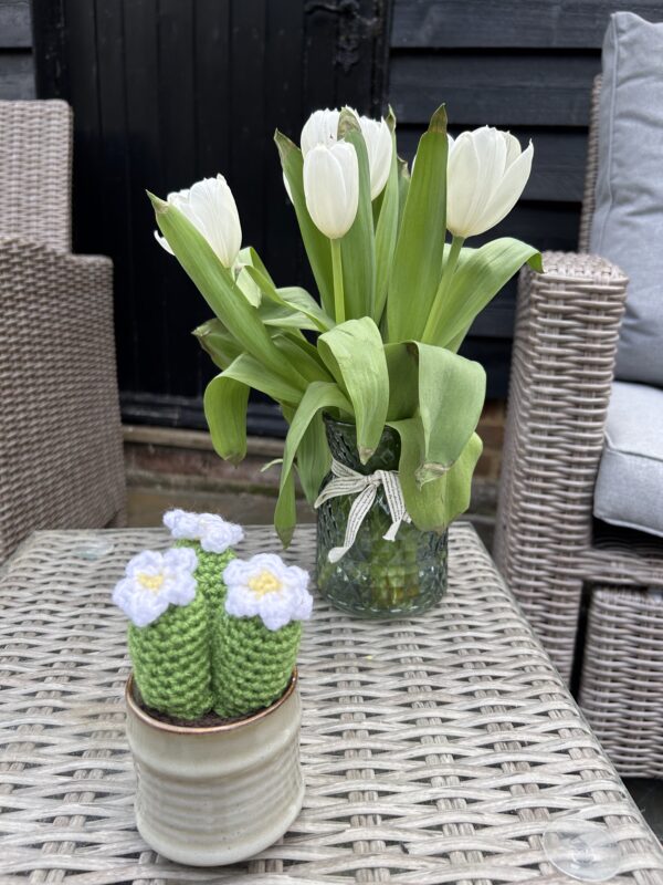 Pastel Pot Cactus - neutral/white flowers