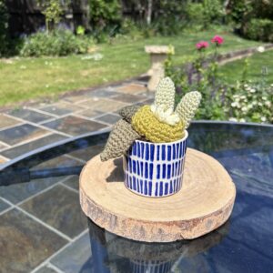 Greek Blue Stripe Cactus