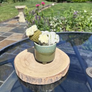 Marbled Green Cactus