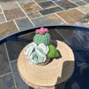 Daan Green Cactus