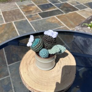 Green Pastel Cactus
