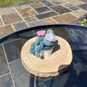 Blue Dragonfly Cactus