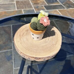 Mustard Bees Cactus