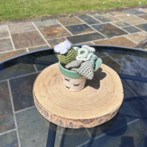 Green Butterfly Cactus
