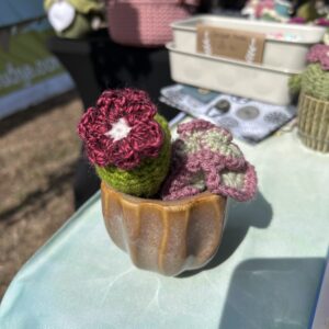 'Amy' coffee cactus