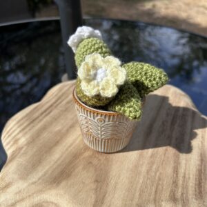Daan white cactus