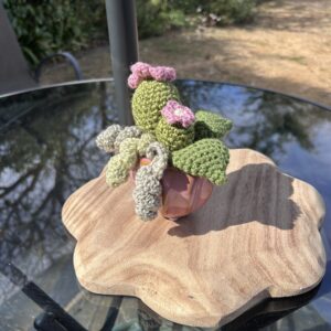 Amy pink cactus