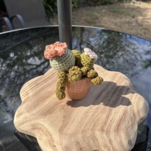 Peach daan cactus